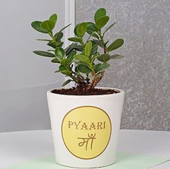 Close-up image of a healthy Ficus Dwarf plant, ideal for gifting, symbolizing love and nurturing, perfect for any occasion.