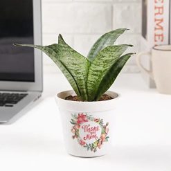Sansevieria plant in a pot with 'Thank You Mom' inscription, a thoughtful and lasting expression of gratitude.