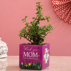 Glass vase with 'Thank You Mom' print holds a lush Jade Plant, a perfect expression of gratitude and love.