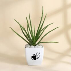 Aloe Vera plant in decorative planter, perfect for Mother's Day gift.