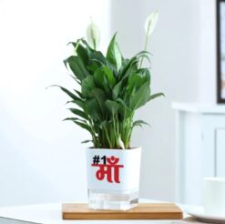 Self-watering planter with a vibrant Peacelily plant, perfect for gifting to your beloved mother on any occasion.
