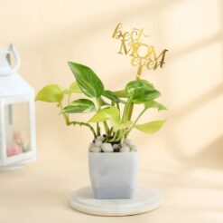 Money plant gift for Mother's Day, a token of appreciation for the best mom ever.