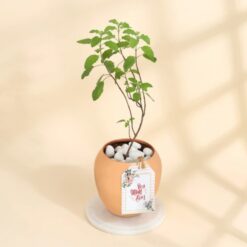 Tulsi plant in unique copper planter, perfect for Mother's Day gift.