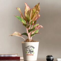 Aglaonema Red plant, perfect for enhancing home decor.