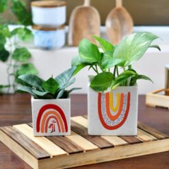 Two ceramic planters displayed indoors with green plants.