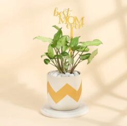 Syngonium plant in decorative emblazoned planter, perfect for gifting the best mom.