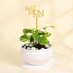 Enchanted Money Plant, a meaningful gift for Mom symbolizing luck and abundance.