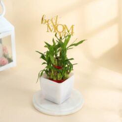 Image of a Lucky Bamboo Plant arranged beautifully, perfect for Mother's Day gifting to express eternal love and appreciation.