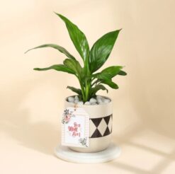 Evergreen Peace Lily plant in elegant diamond planter, perfect for Mother's Day gift.