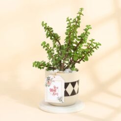 Jade plant in elegant diamond planter, perfect for Mother's Day gift.
