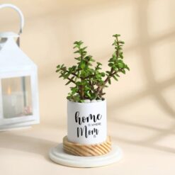 Image of a lush jade plant in a charming pot, perfect for gifting to Mom on Mother's Day.