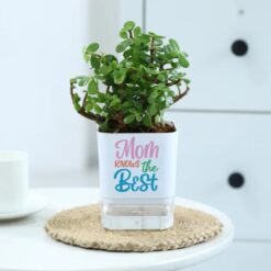 Image of a lush Jade Plant in a self-watering planter, ideal for gifting to Mom on Mother's Day.