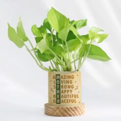 Image of a personalized Money Plant in a decorative pot, ideal for gifting to Mom on Mother's Day.