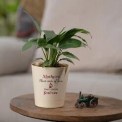 Small Peace Lily plant, perfect for Mother's Day gift for Mom.