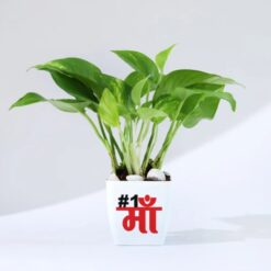 Mother's Day Money Plant Ensemble: A vibrant symbol of love and prosperity, perfect for gifting on this special occasion