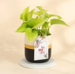 Golden Aura Money Plant, perfect for Mum on Mother's Day.