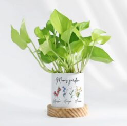 Image of a personalized Money Plant in a charming planter, perfect for creating a tranquil oasis for mom on Mother's Day.
