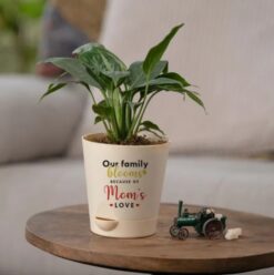 Petite Peace Lily Plant for Mother: A symbol of love and tranquility, perfect for gifting on Mother's Day.